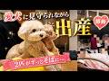 愛犬に見守られながら出産しました