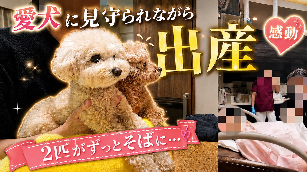 愛犬に見守られながら出産しました