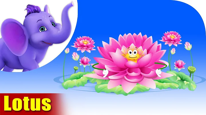 Lotus | Flower Song | 4K | Appu Series - DayDayNews