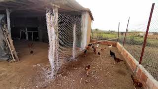تربية دجاج البلدي تنظيف وتعقيم قن الدجاج البلدي️