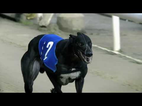 Video Greyhounds Loài chó chạy nhanh nhất - youtube