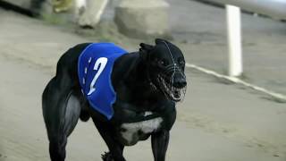 Greyhounds  Loài chó chạy nhanh nhất screenshot 1