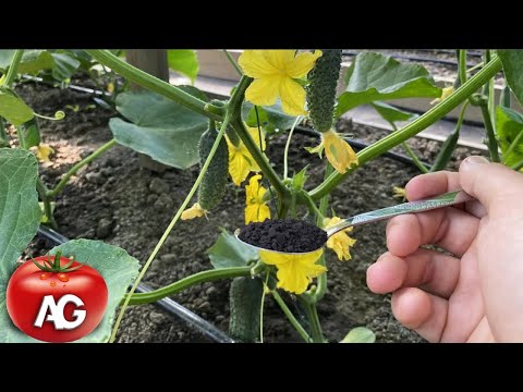 Wideo: Othonna Plant Care - Uprawa małych ogórków lodowych w Twoim ogrodzie