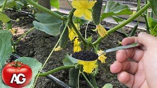1 spoon and cucumbers do not turn yellow and bear fruit abundantly