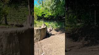 #ostrich #almere #netherlands #zoo #nature #birds #vogel