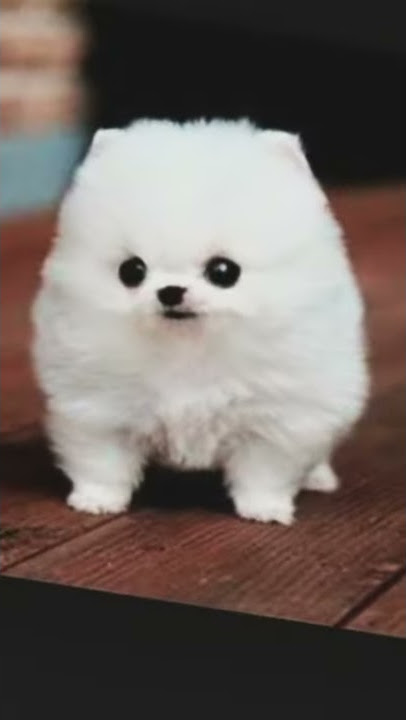 doggy anthem edit 😏