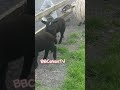 #shortsfeed #shortvideo #shortsviral