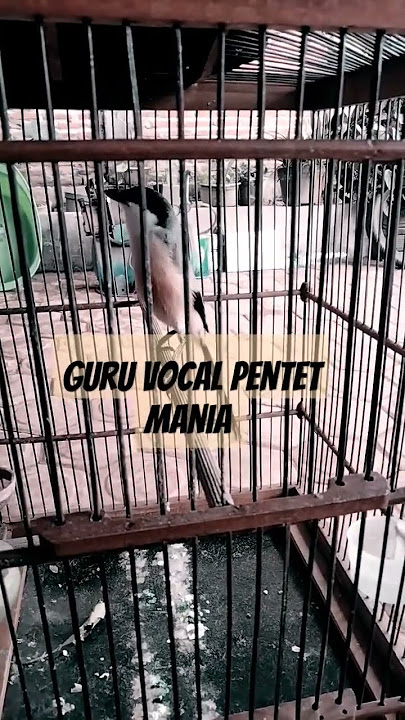 pentet mania cocok buat masteran.guru vocal pengganti mp3 murai batu