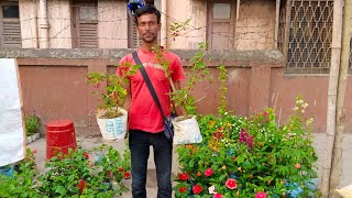 31 March Morning  Wholesale & Retell Flower Plants Market Update |Galiff Street Flower Plants Market by Bangla No. 1 712 views 3 weeks ago 3 minutes, 42 seconds