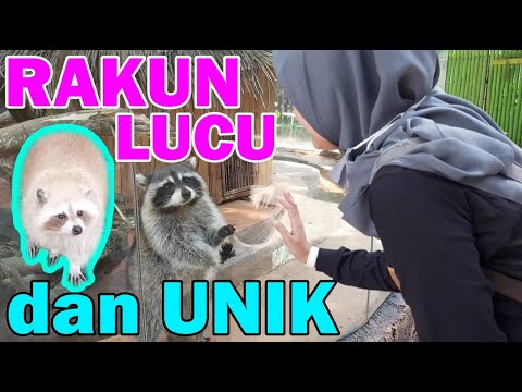 Video: Cara Memberi Nama Rakun
