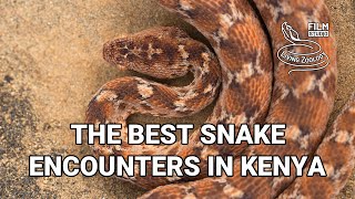 Searching for snakes in Kenya - best snake encounters!