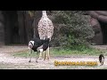 Ostrich eating a giraffe's tail
