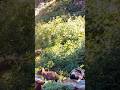 Adorable Black Bear Cubs Caught on Trail Cam in Los Padres National Forest