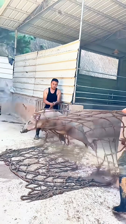 Teamwork with a Net to Control the Pig — Safe and Steady Transfer!