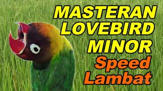 MASTERAN LOVEBIRD MINOR KONSLET JANTAN SPEED LAMBAT