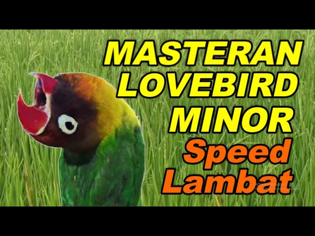 MASTERAN LOVEBIRD MINOR KONSLET JANTAN SPEED LAMBAT class=