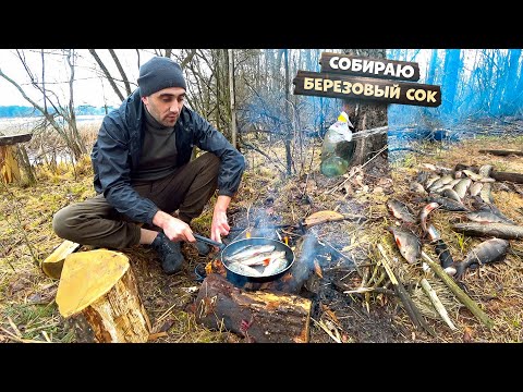 Собираю Березовыи сок. Портят лагерь. Поставил сеть. Жарю окуней и карасей