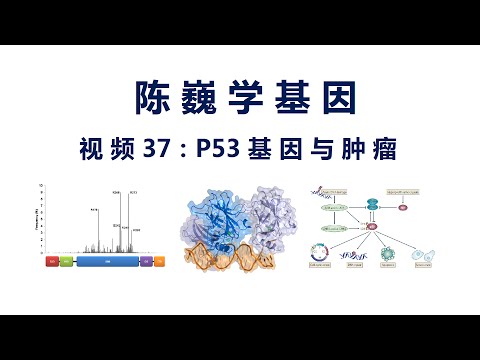 【陈巍学基因】视频37：P53基因与肿瘤