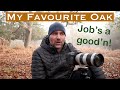 Photographing my favourite Oak in the fog. Woodland Photography