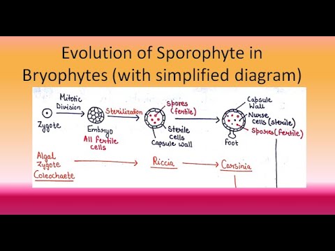 Evolution of Sporophyte in Bryophytes | For B.Sc. and M.Sc. |ALL ABOUT BIOLOGY | BY JYOTI VERMA