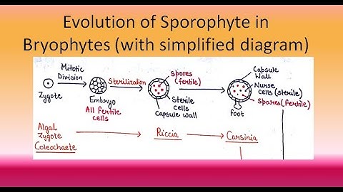 Evolution of Sporophyte in Bryophytes | For B.Sc. and M.Sc. |ALL ABOUT BIOLOGY | BY JYOTI VERMA