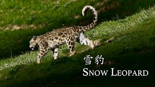 雪豹 Wild Snow Leopard walking on the grass
