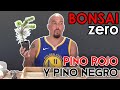 Bonsai Zero Pinos Negro y Rojo - TRASPLANTE