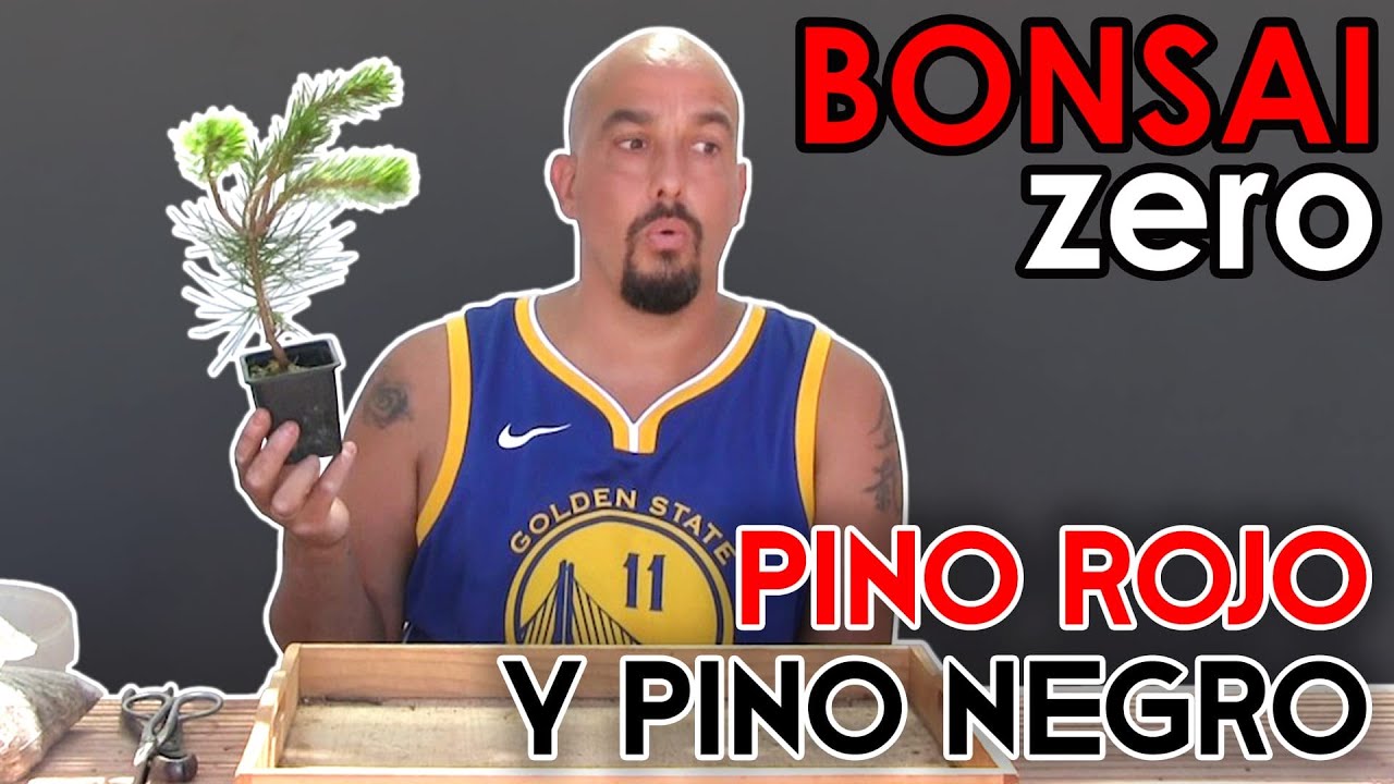 Bonsai Zero Pinos Negro y Rojo - TRASPLANTE