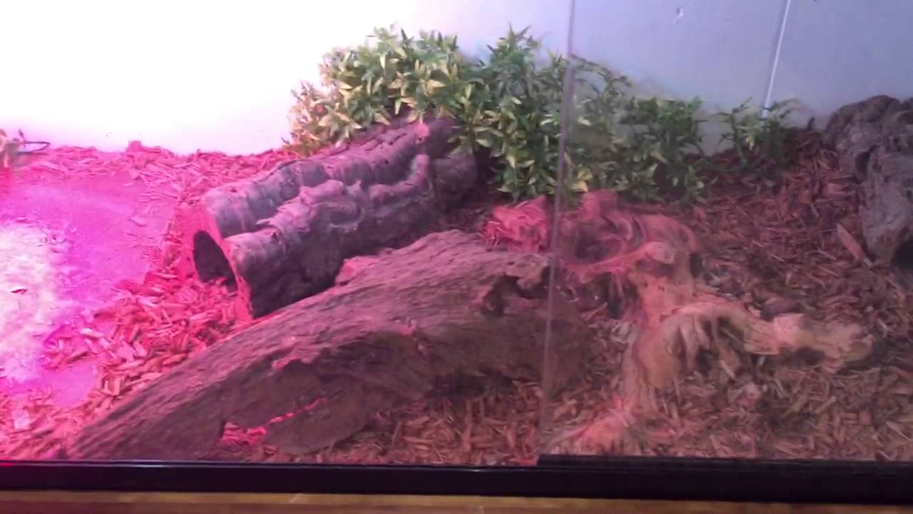 lizard skin grips Water monitor new cage