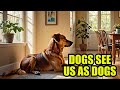 Do dogs think humans are dogs