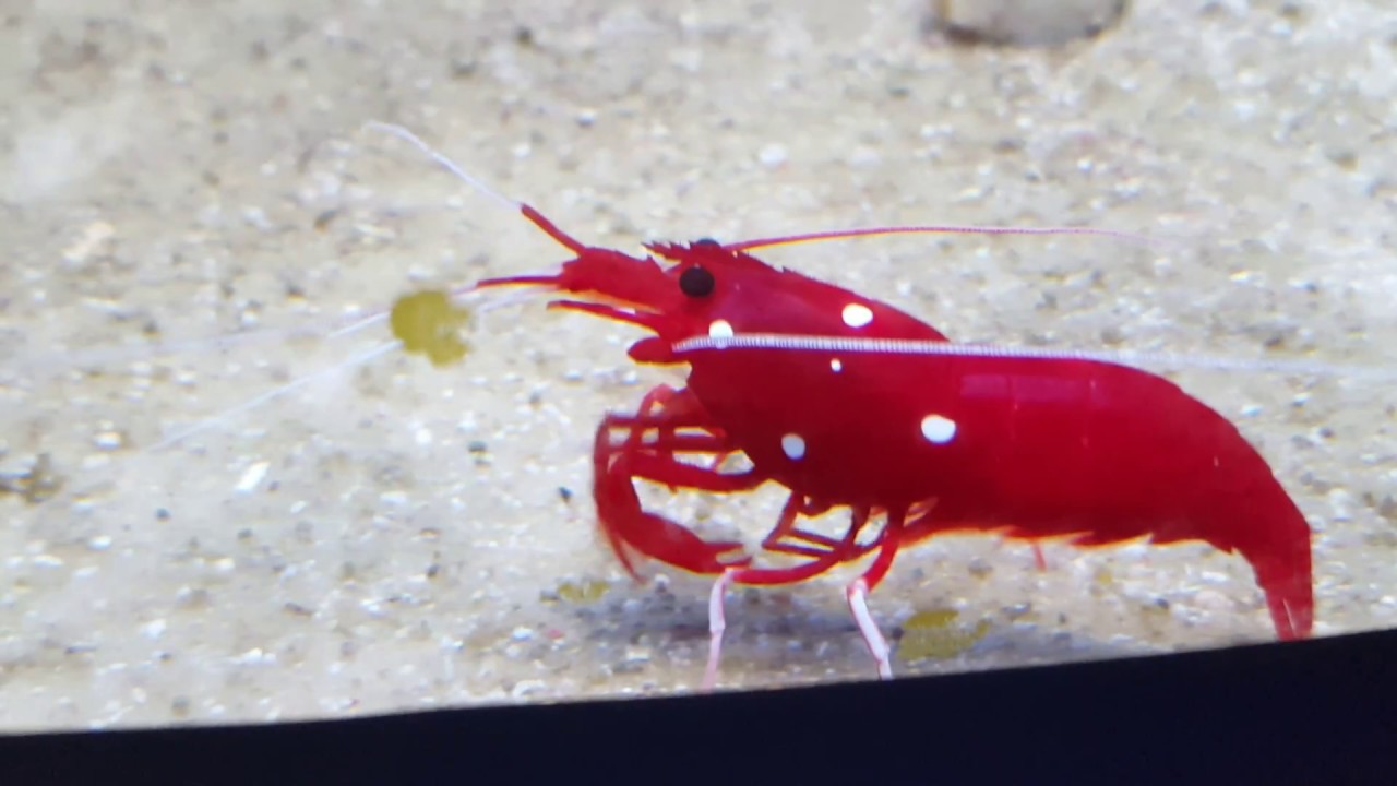 Креветка-кардинал (Lysmata debelius)