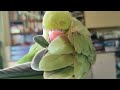 Aleksandretta obrożna mówi - Papuga Aruśka - jeden dzień z życia papugi.