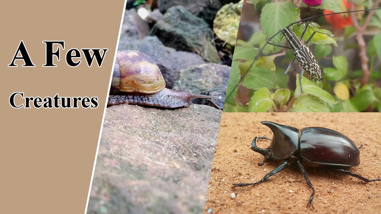 A Few | Creatures - YouTube