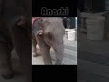 Baby elephant in the city street  shorts baby elephant anarhi