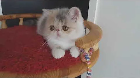 Video 1239411: exotic shorthair kitten, exotic shorthair girl, tabby white exotic, blue tabby white, cfa, cattery