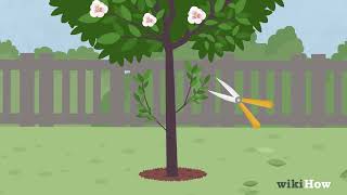 How to Prune a Magnolia Tree