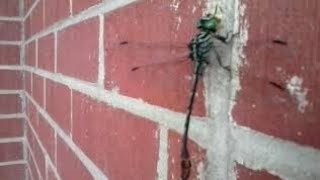 Dragonfly eats wasp