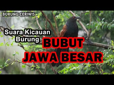 47++ Burung bubut jambul gacor terupdate