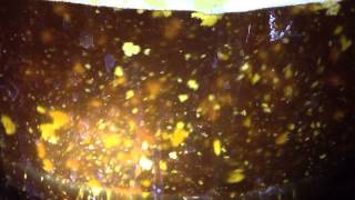 Beer fermenting in a carboy