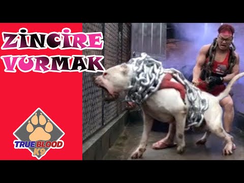 Video: Zinciri Kır! Köpeğinizi Bağlamayın