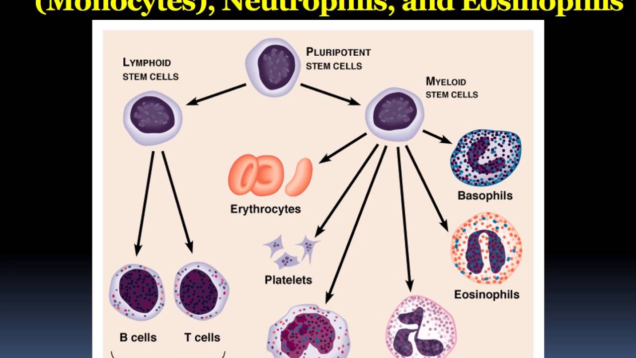 Активность макрофагов. Макрофаги нейтрофилы базофилы. Микрофаги: нейтрофилы эозинофилы. Нейтрофилы лимфоциты моноциты. Гистология макрофаги клетки.