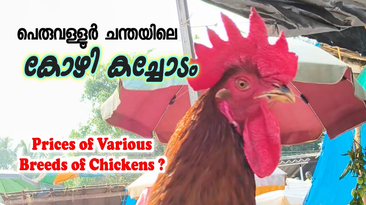 ചന്തയിൽ വിൽക്കുന്ന വിവിധ ഇനം കോഴികളുടെ വില?💸 Peruvallur Chantha #peruvallurchantha #jeevithamargam 