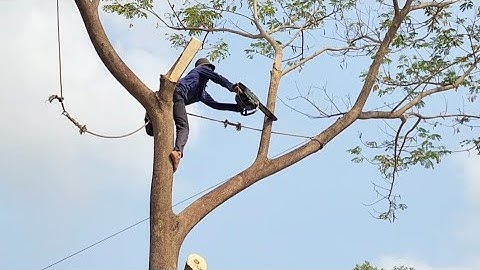 Cưa  cây  còng, Ở thanh phố buồn huyện tri tôn ,Cưa  cây  kỷ thuật cao