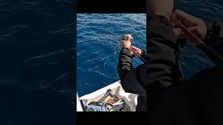 Φαγκρί σε ζωντανό καλαμάρι!! #boatfishing #fishing #rhodes #ψάρεμα #trapfishing