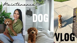 DOG VLOG | Mini Poodle Maintenance  Heartworm meds, PETCO Groomers + Puppy Item Haul