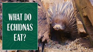 A Meal fit for an Echidna!