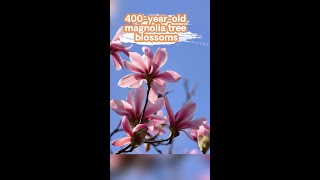 400-year-old magnolia tree blossoming in China's Shaanxi
