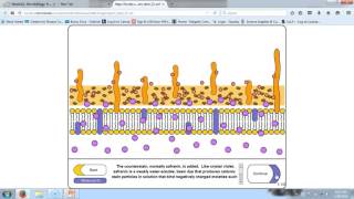 211 Microscopy and Cell Structure Part 2 SP16