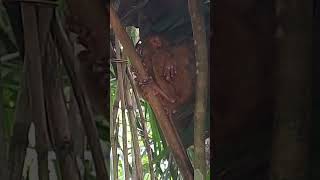 Meet Tarsier The World Smallest Primate Who Only Found In The Philippines