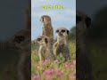 Meerkats in Africa | Desert Life, Family Bonds & Teamwork